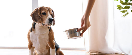 Mon chien ne mange plus, comment réagir ?