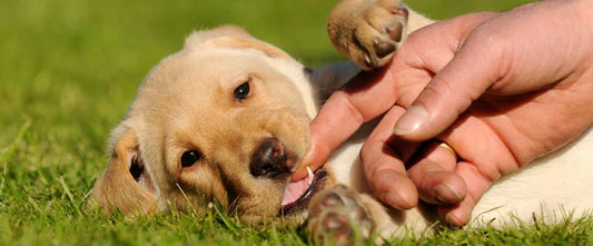 chiot mordillant les doigts de son maître