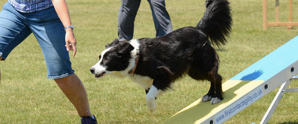 hien border collie pratiquant l’agility