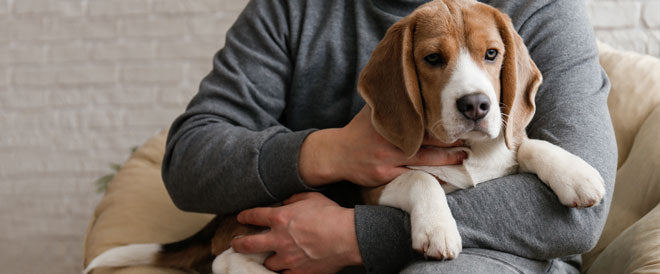 La MICI chez le chien, une maladie fréquente